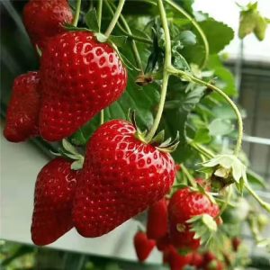 🍓All-Year-Round Strawberry Seeds