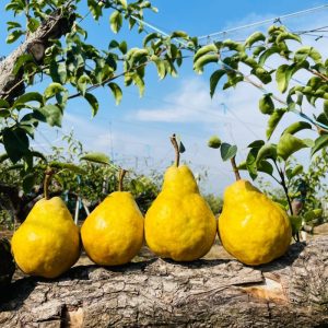 Ugly Pear Seeds