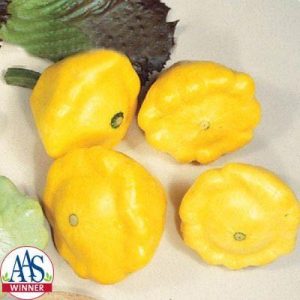 Squash Sunburst F1