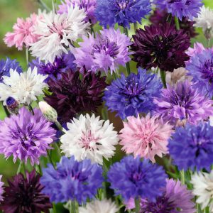1000 Pcs Tall Double Mixed Colors Cornflower Flower Seeds
