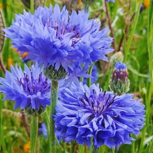 Cornflower Mixed Seeds